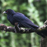 Asian Koel